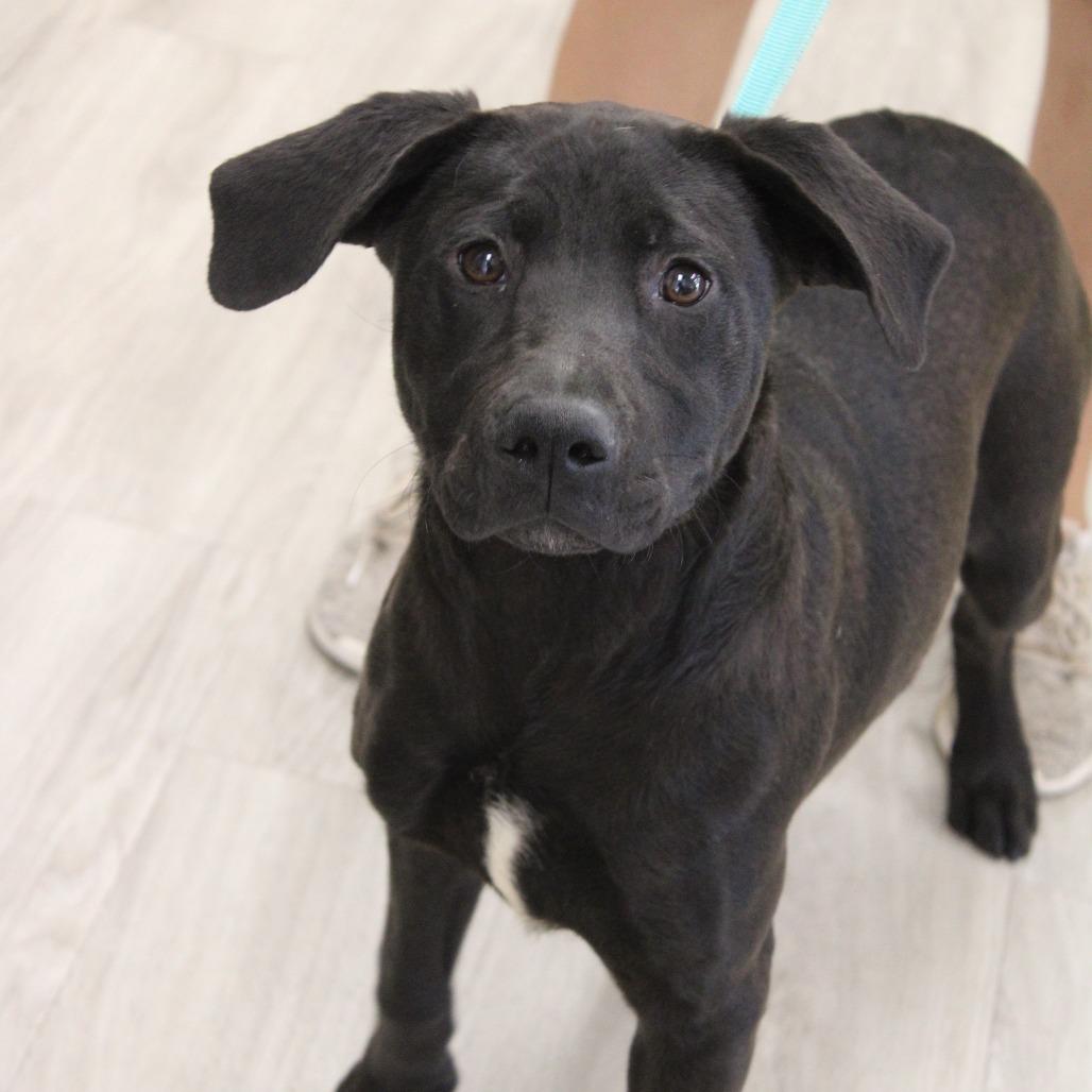Octavia, a Adoptable mixed breed in Cleveland, MS image 2/4