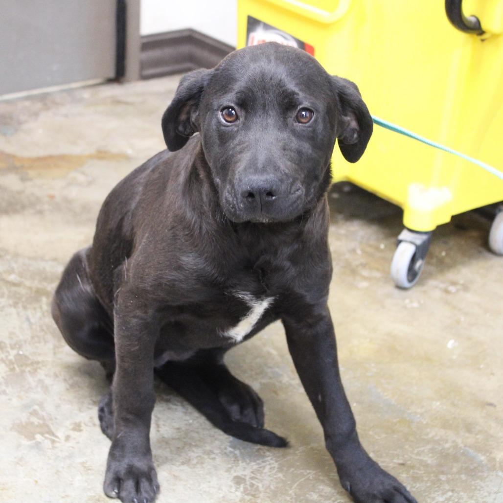 Octavia, a Adoptable mixed breed in Cleveland, MS image 3/4