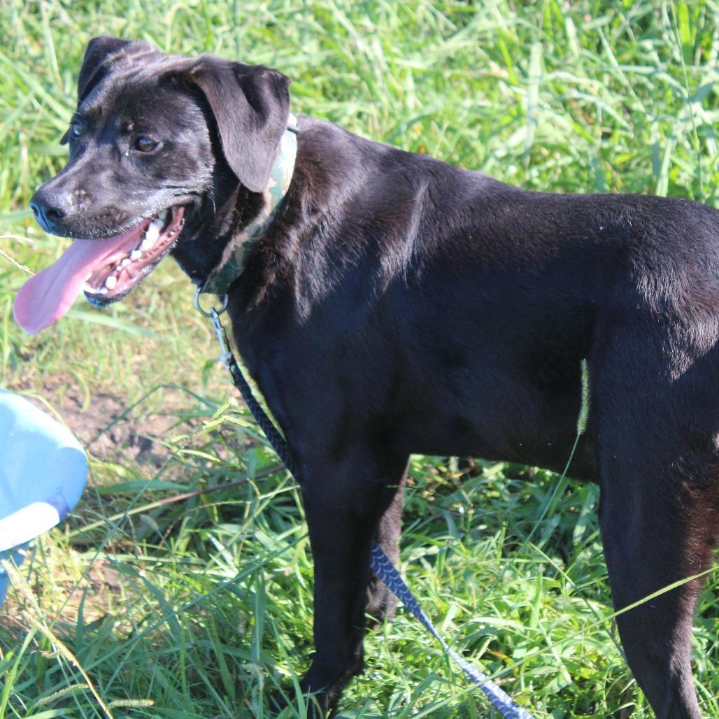 Octavia, a Adoptable mixed breed in Cleveland, MS image 4/4
