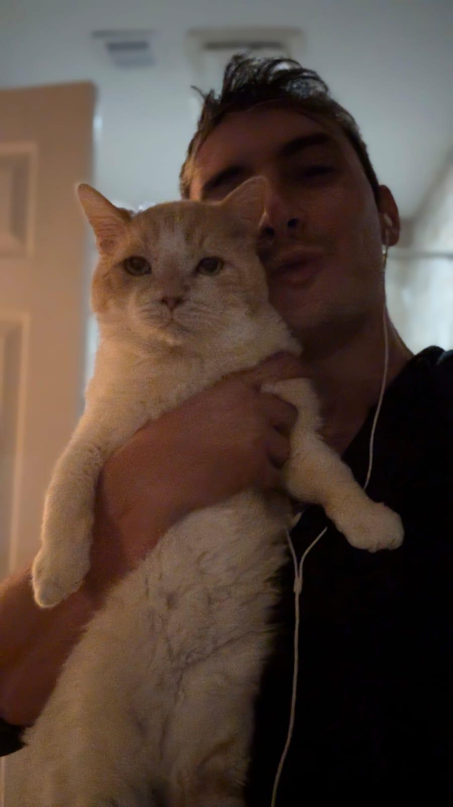 Amore, a Adoptable Domestic Short Hair in Miami Beach, FL image 2/6