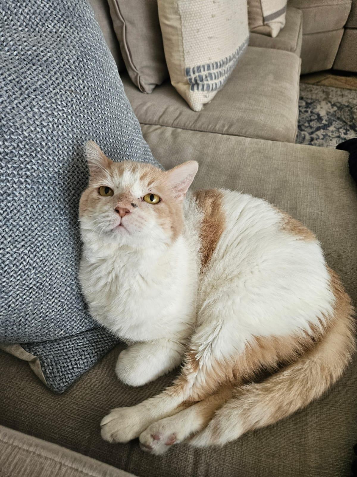 Amore, a Adoptable Domestic Short Hair in Miami Beach, FL image 3/6