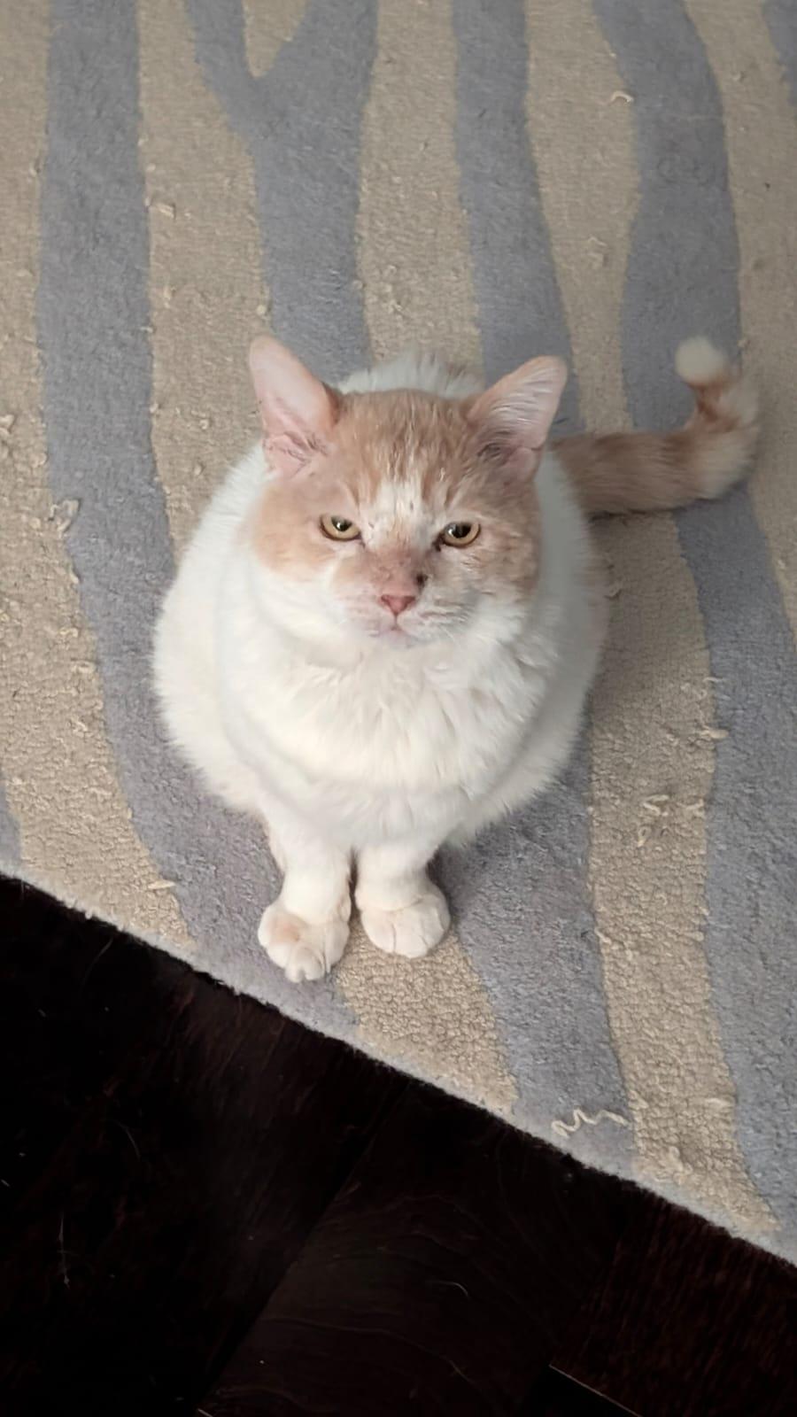 Amore, a Adoptable Domestic Short Hair in Miami Beach, FL image 5/6