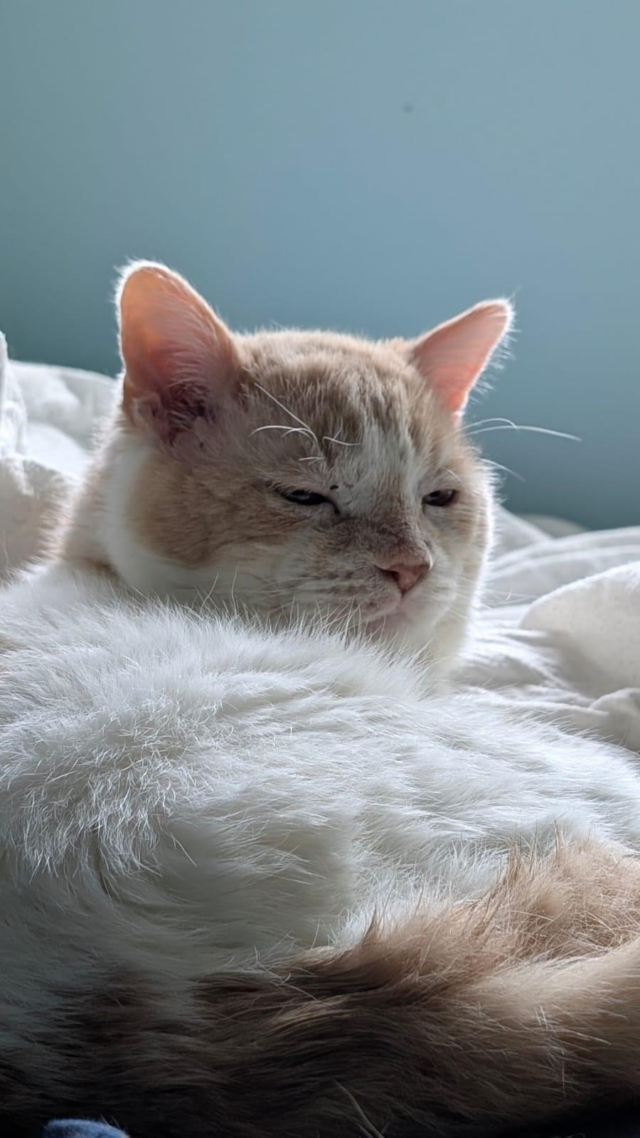 Amore, a Adoptable Domestic Short Hair in Miami Beach, FL image 6/6