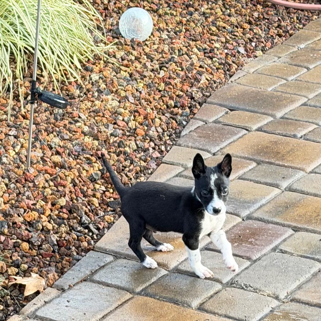 Oreo, Adoptable, Puppy Male Border Collie & Mixed Breed.
