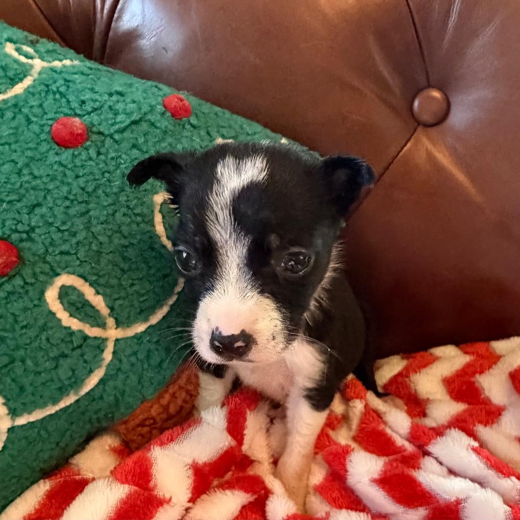 Enlarge Oreo, a Adoptable mixed breed in Sacramento, CA image 2/6