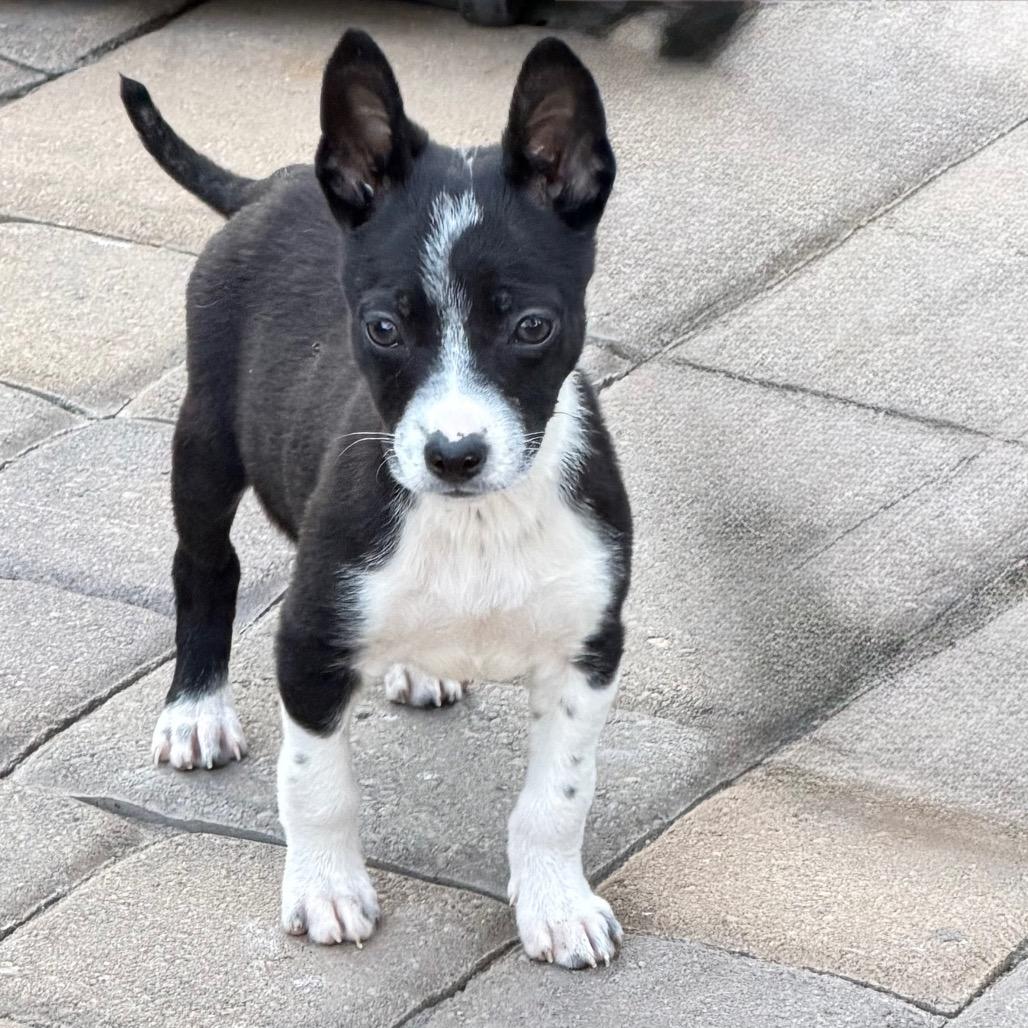 Enlarge Oreo, a Adoptable mixed breed in Sacramento, CA image 3/6