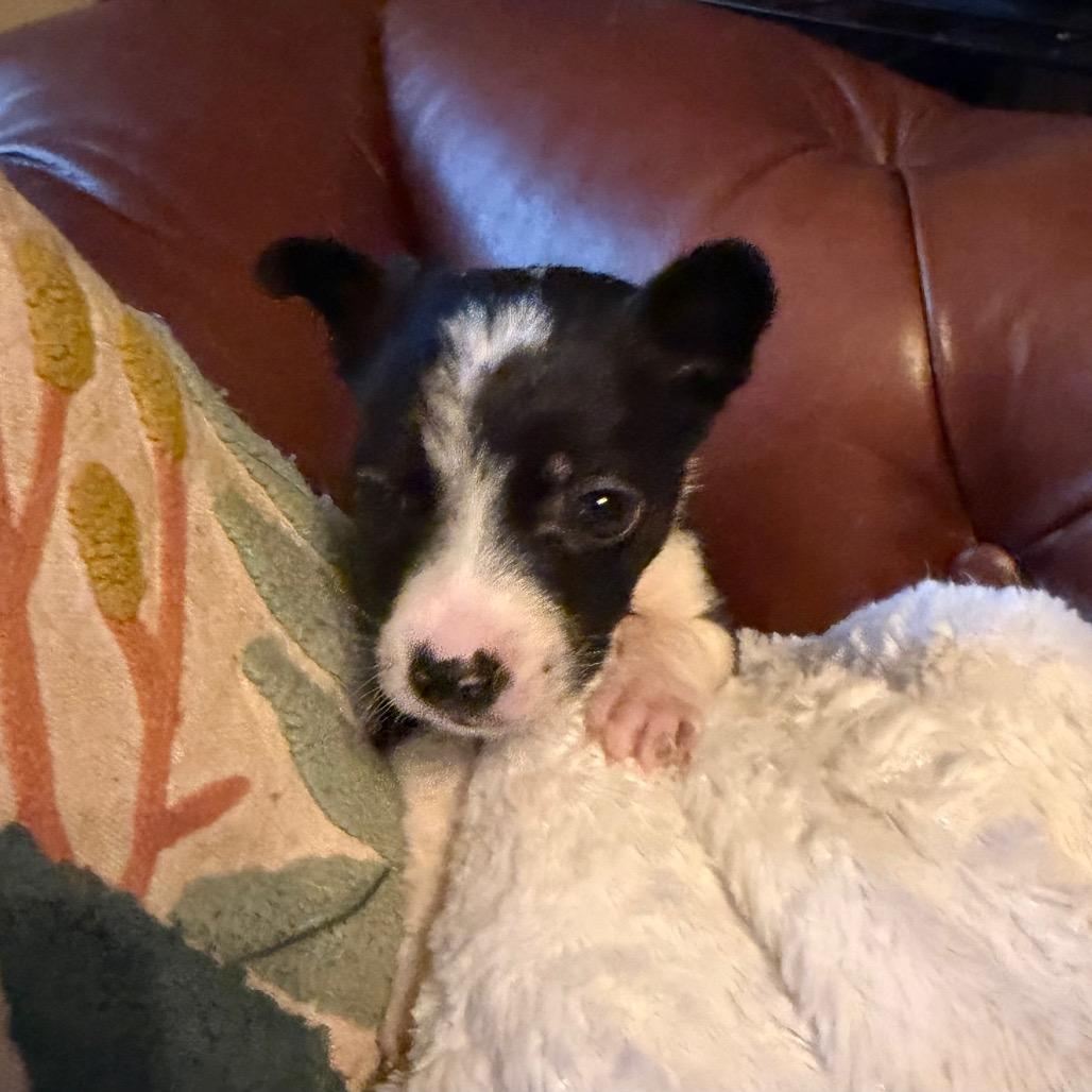 Enlarge Oreo, a Adoptable mixed breed in Sacramento, CA image 4/6