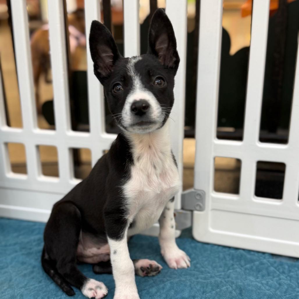 Enlarge Oreo, a Adoptable mixed breed in Sacramento, CA image 5/6