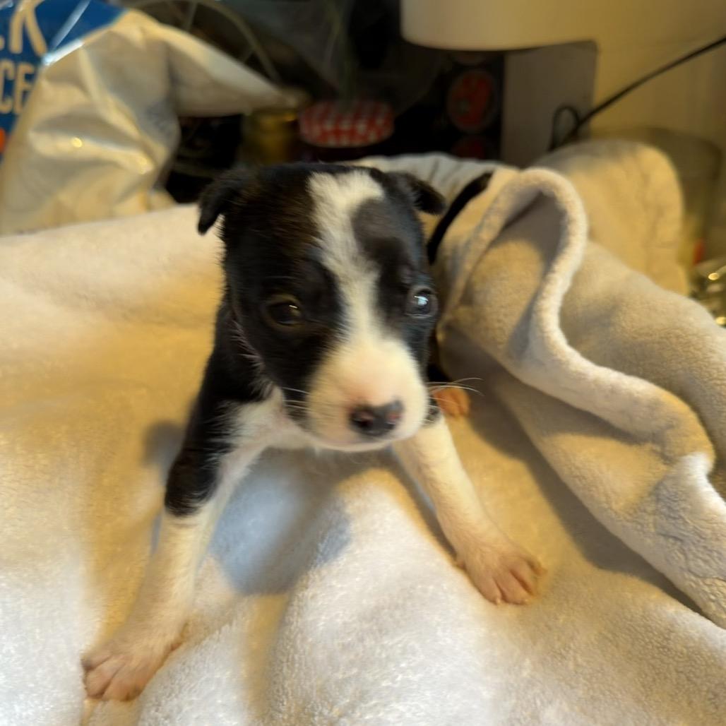 Enlarge Oreo, a Adoptable mixed breed in Sacramento, CA image 6/6