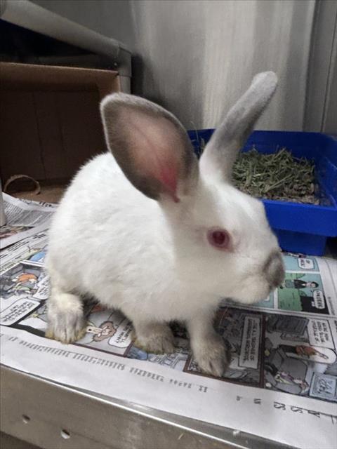 Enlarge ANNIE'S, a Adoptable Bunny Rabbit in Derwood, MD image 1/1