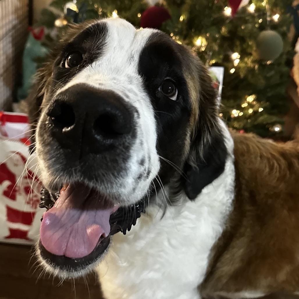 Enlarge Nora, a Adoptable Saint Bernard in Daphne, AL image 2/3