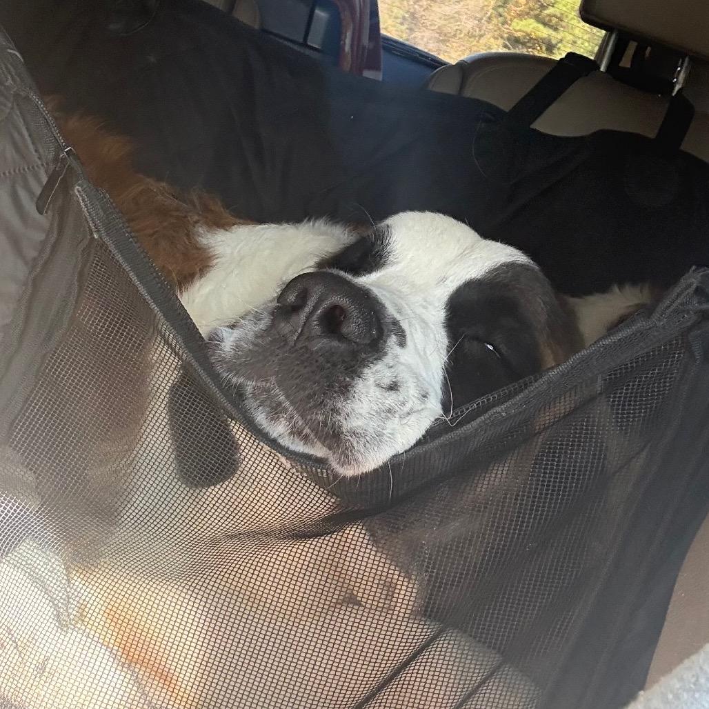 Enlarge Nora, a Adoptable Saint Bernard in Daphne, AL image 3/3