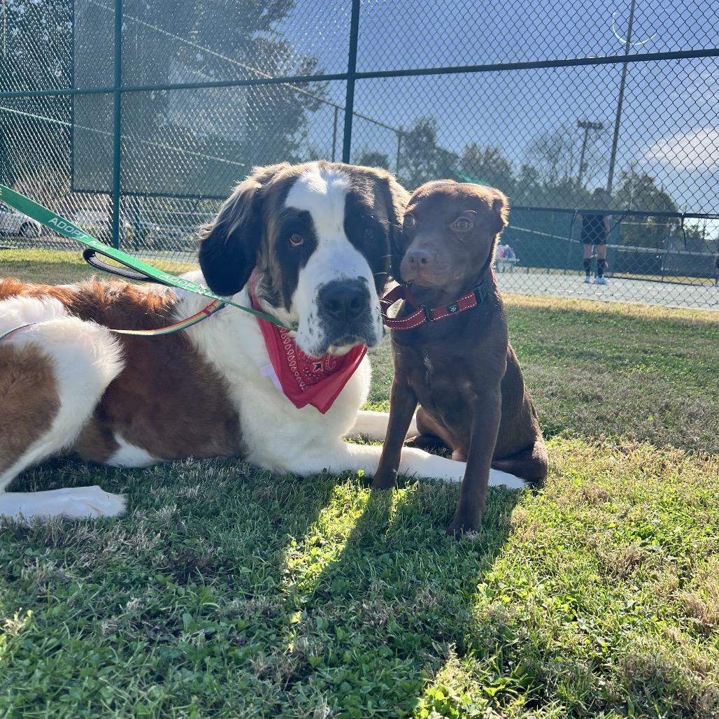 Enlarge Nora, a Adoptable Saint Bernard in Daphne, AL image 1/3