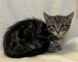 Enlarge Cedar, a ADOPTABLE mixed breed in Buffalo, MN image 1/1
