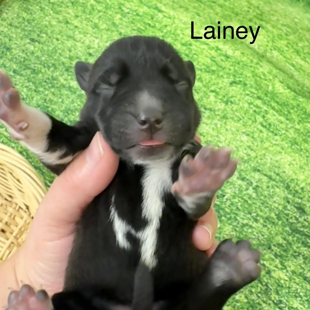 Enlarge Lainey, a ADOPTABLE Pit Bull Terrier in North Bend, OR image 1/1