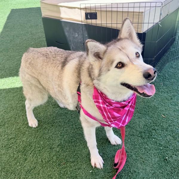 Marshmallow, Adoptable, Adult Female Siberian Husky.