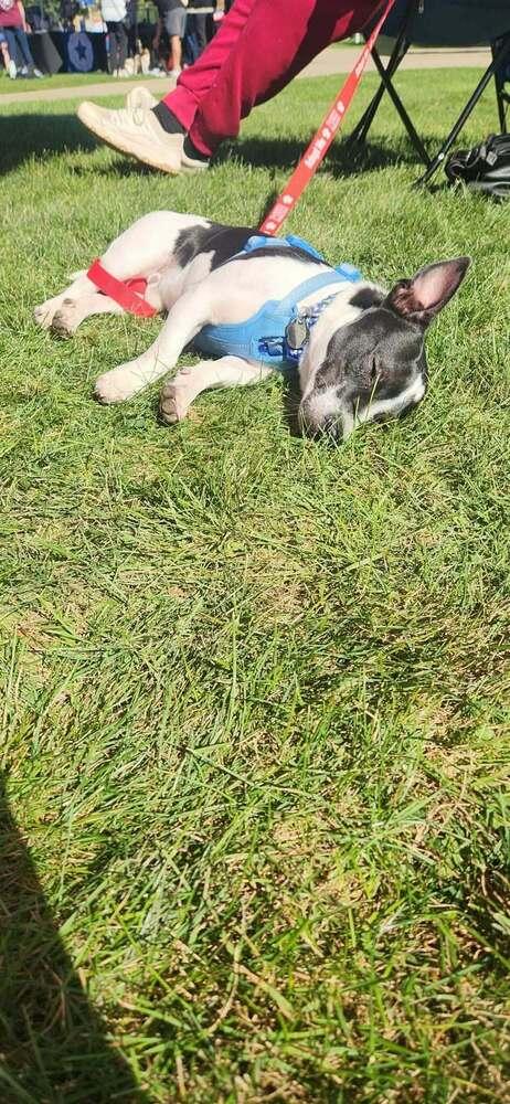 Enlarge Sam, a Adoptable mixed breed in Amherst, NY image 2/6