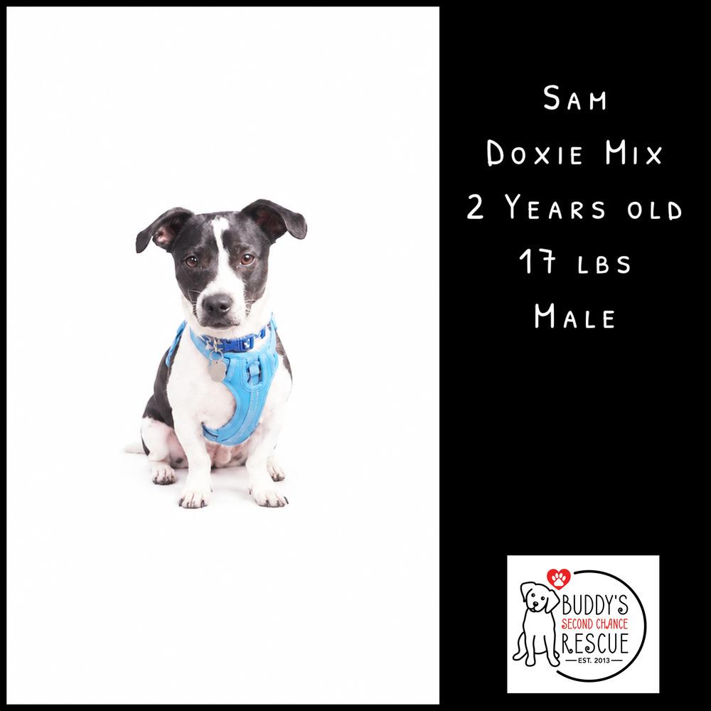 Enlarge Sam, a Adoptable mixed breed in Amherst, NY image 4/6