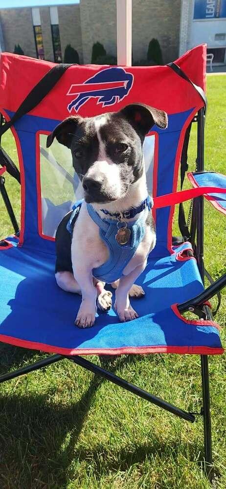 Enlarge Sam, a Adoptable mixed breed in Amherst, NY image 5/6