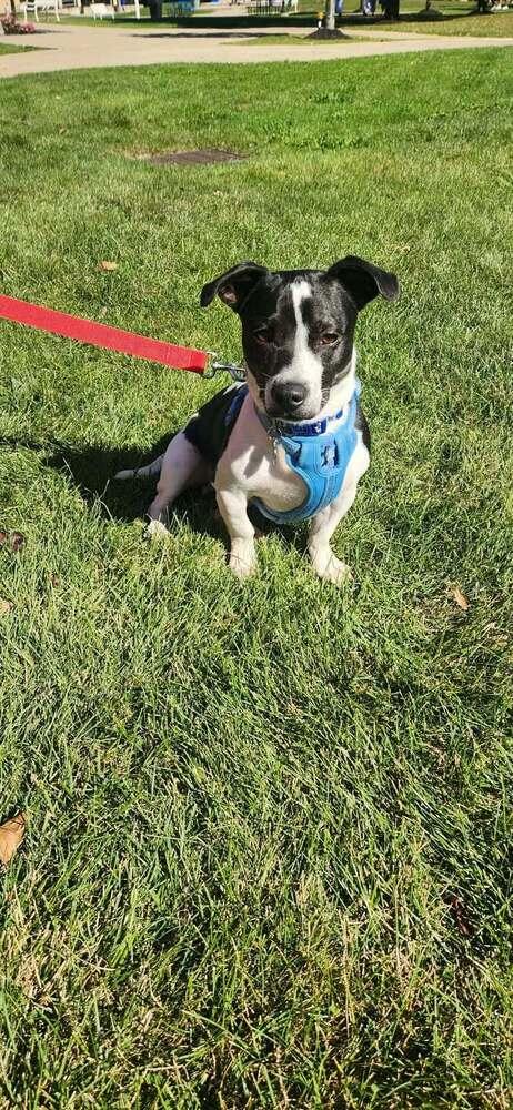 Enlarge Sam, a Adoptable mixed breed in Amherst, NY image 6/6