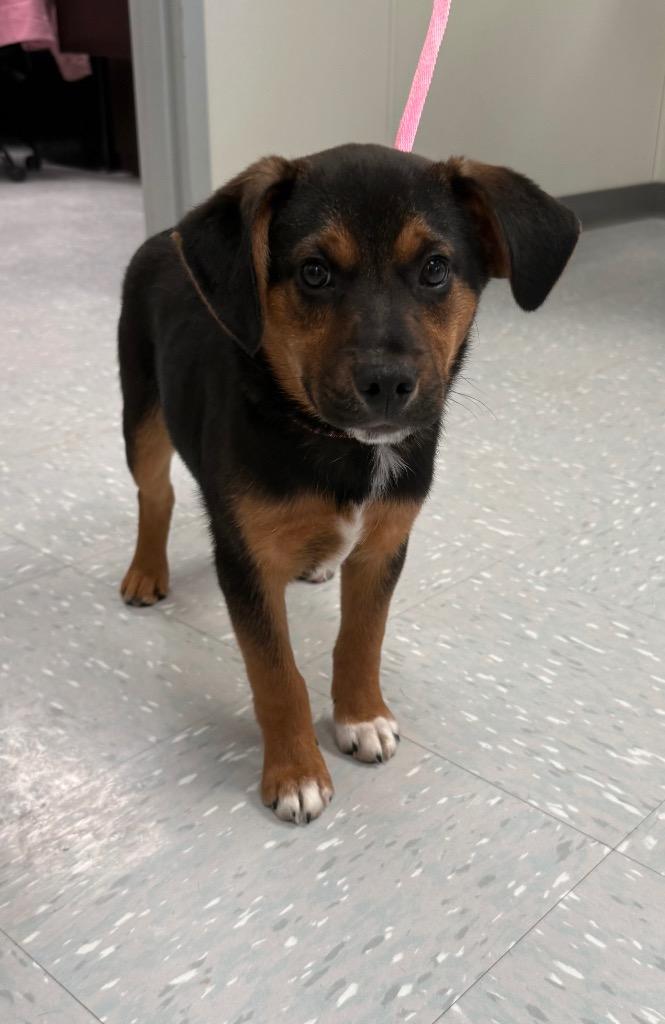 Enlarge Advent, an adopted mixed breed in New Philadelphia, OH image 1/1