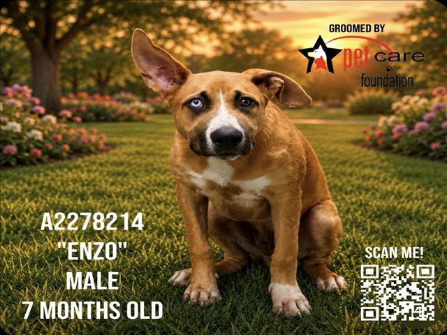 ENZO, Adoptable, Young Male German Shepherd Dog & Staffordshire Bull Terrier.