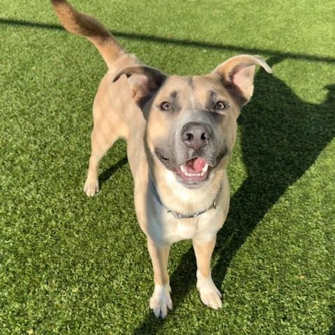TROUT, Adoptable, Adult Male Mixed Breed.