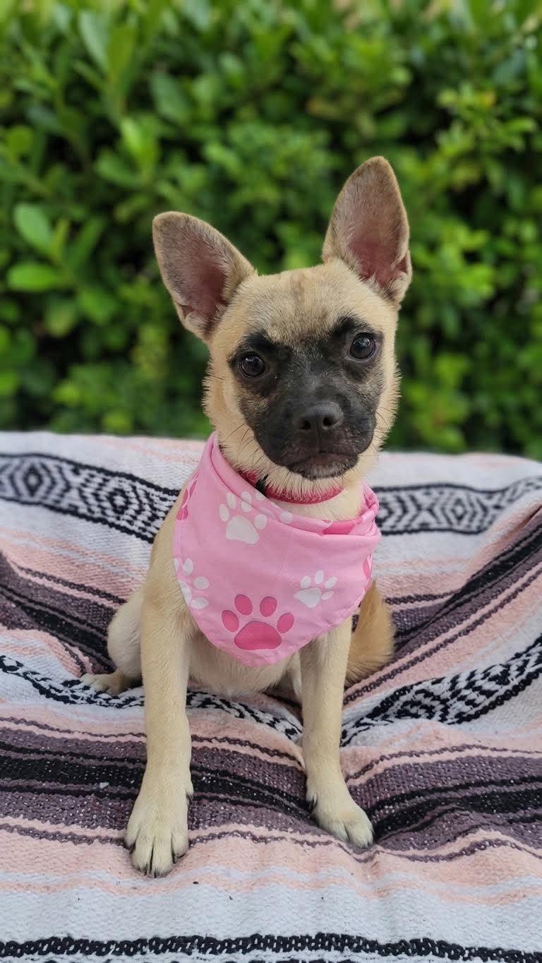 Enlarge Teddie, a Adoption Pending mixed breed in Murrieta, CA image 1/1