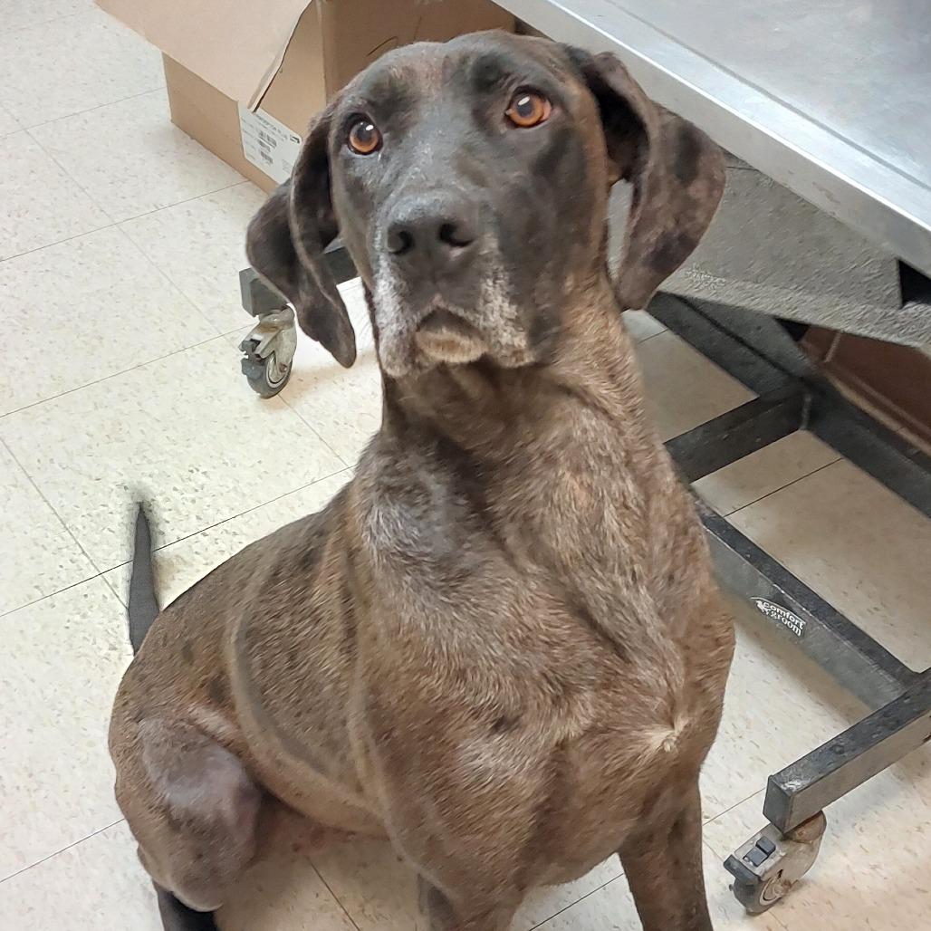Willo, Adoptable, Adult Female Great Dane.