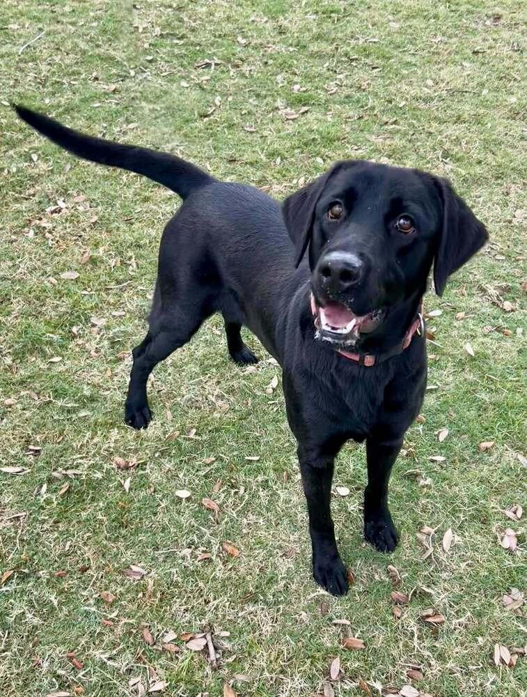 Tlusty / Noel / Chips, Adoptable, Adult Female Labrador Retriever.