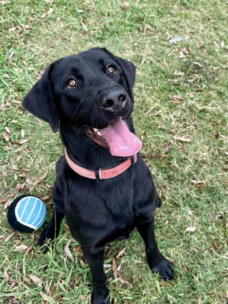 Enlarge Tlusty / Noel / Chips, a Adoptable mixed breed in Broomfield, CO image 2/6