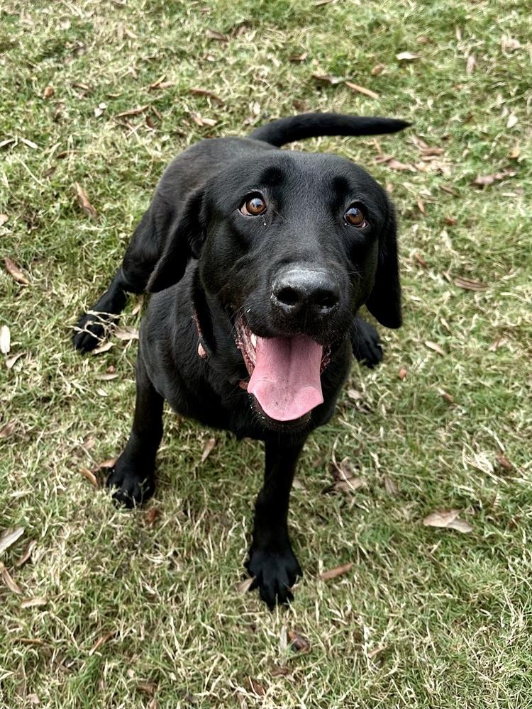 Enlarge Tlusty / Noel / Chips, a Adoptable mixed breed in Broomfield, CO image 3/6
