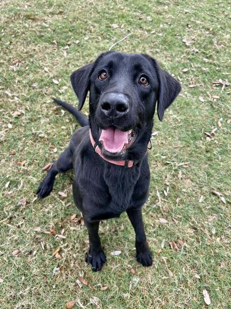 Enlarge Tlusty / Noel / Chips, a Adoptable mixed breed in Broomfield, CO image 4/6