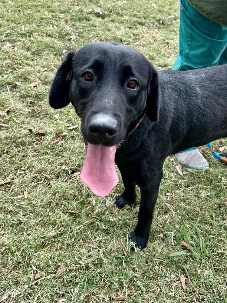 Enlarge Tlusty / Noel / Chips, a Adoptable mixed breed in Broomfield, CO image 5/6