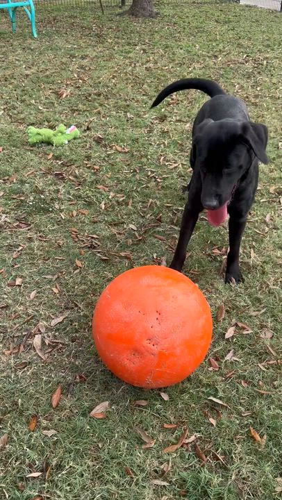 Enlarge Tlusty / Noel / Chips, a Adoptable mixed breed in Broomfield, CO video 6/6