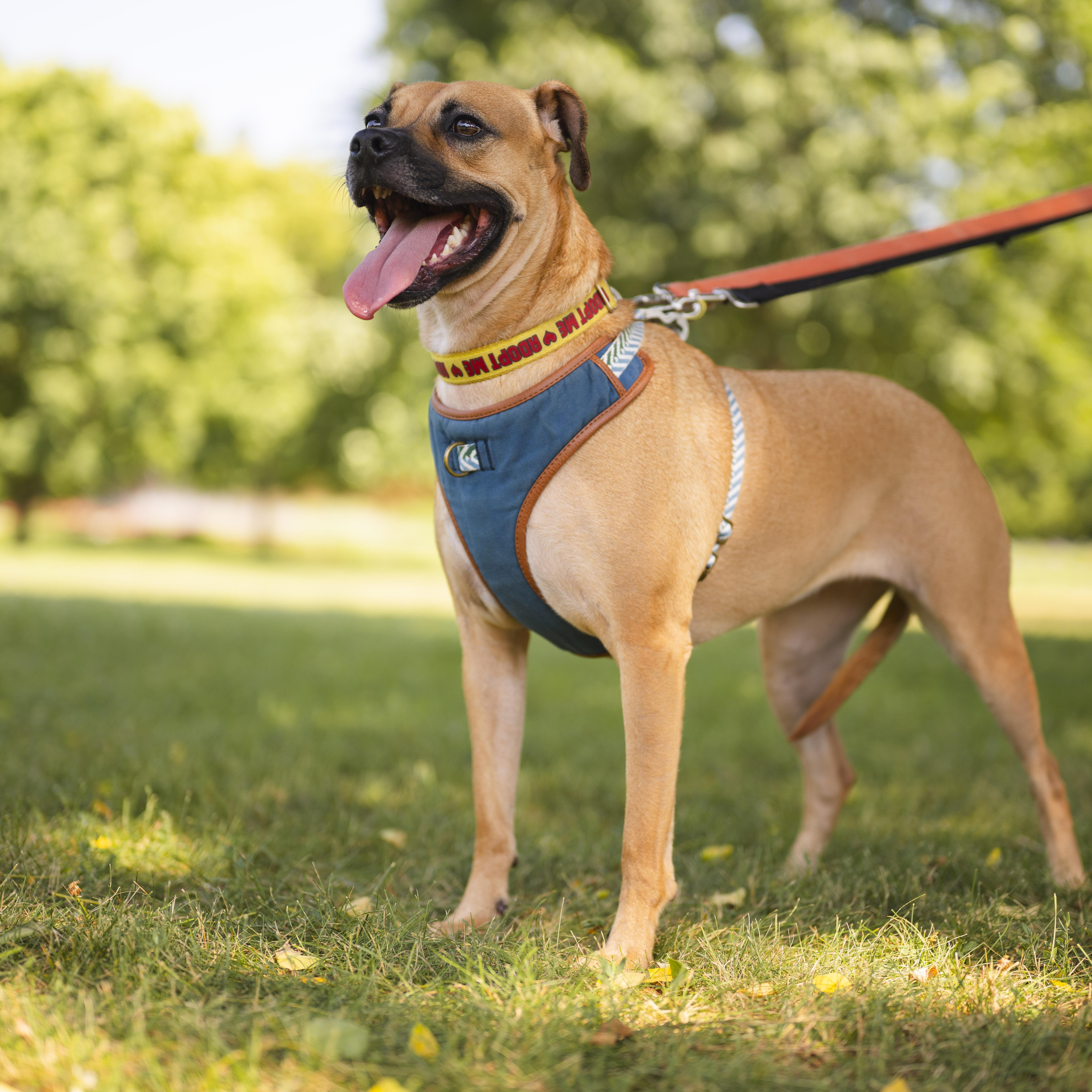 Lua, a ADOPTABLE mixed breed in Mississauga, ON image 2/5