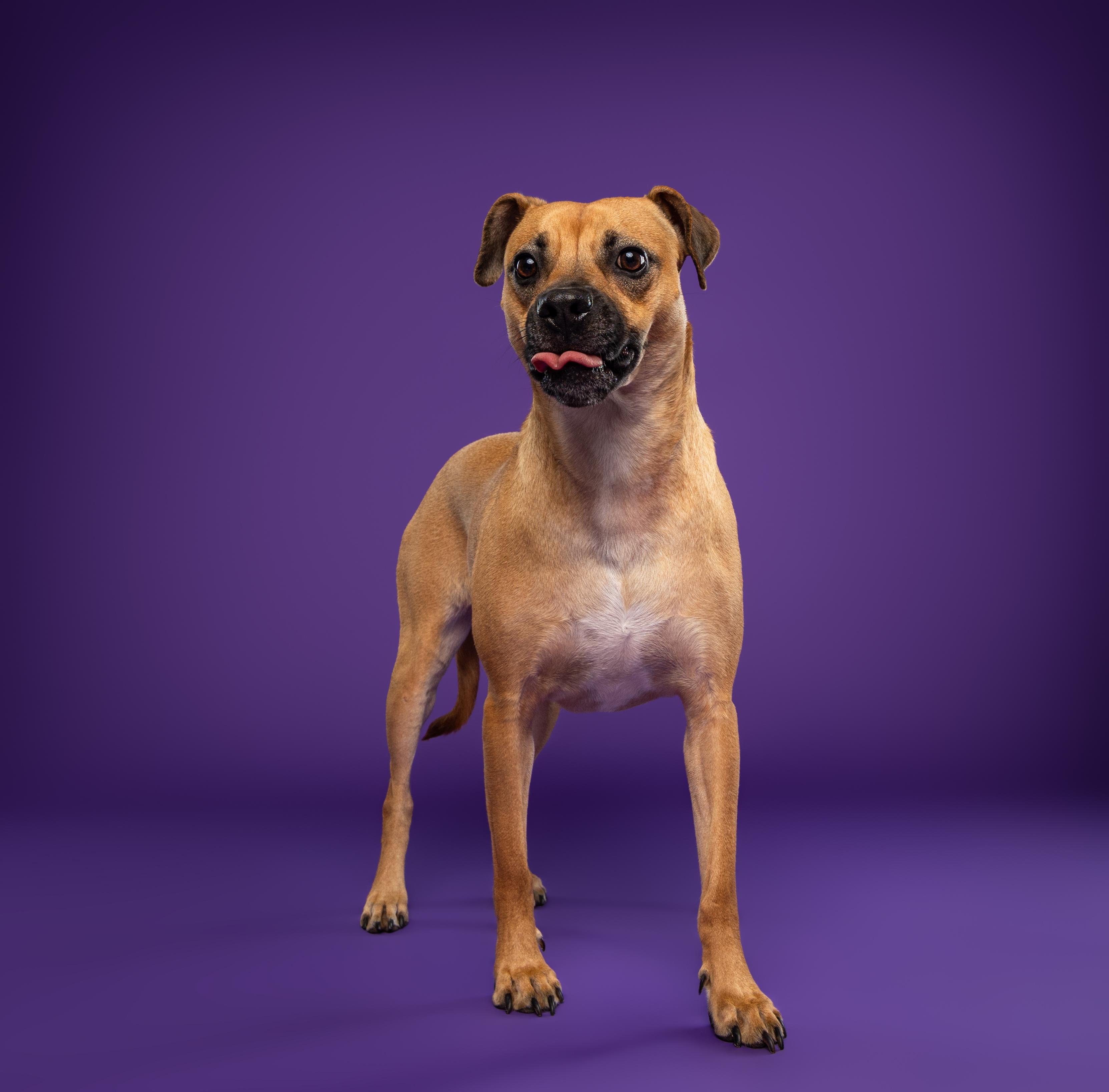 Lua, a ADOPTABLE mixed breed in Mississauga, ON image 3/5