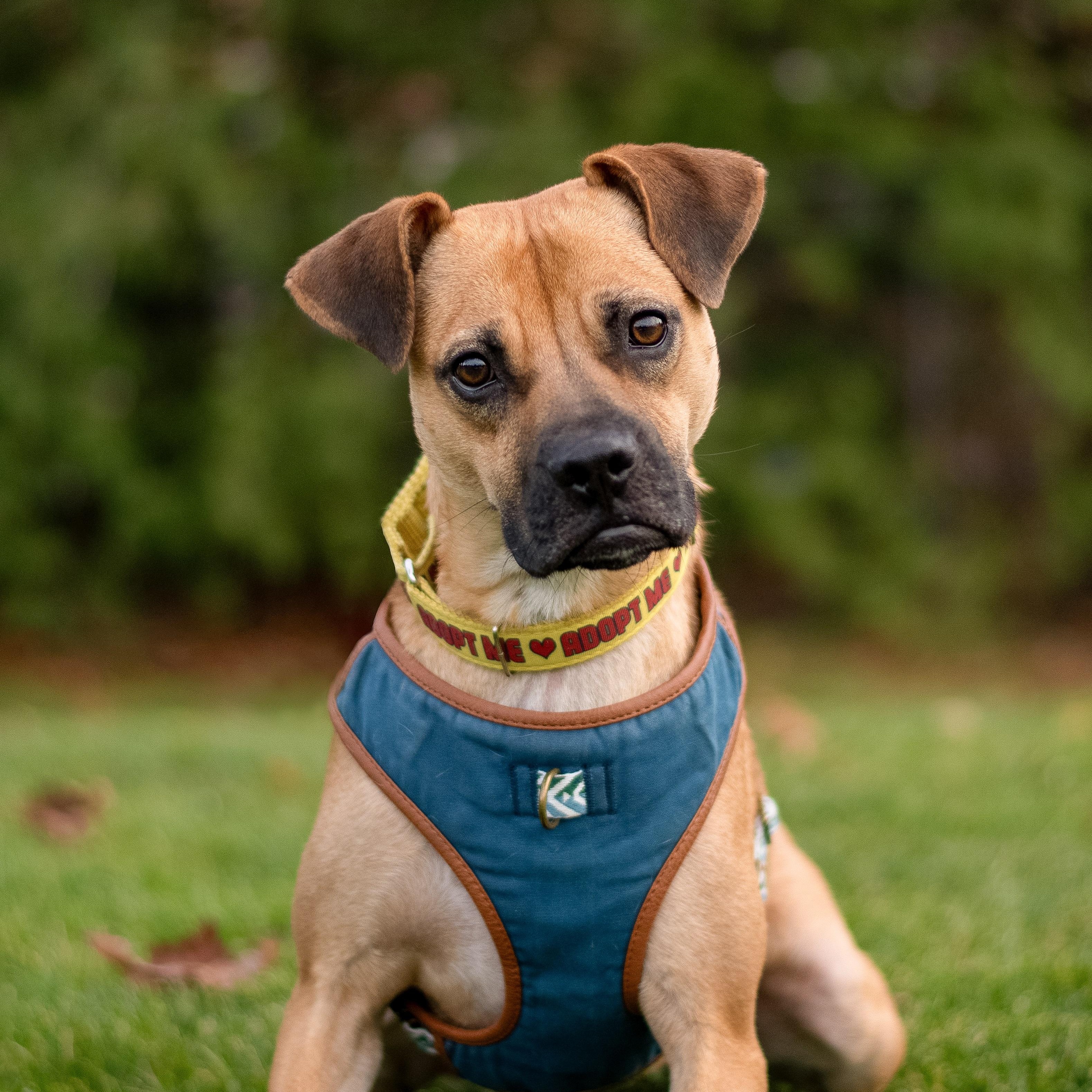Lua, a ADOPTABLE mixed breed in Mississauga, ON image 5/5