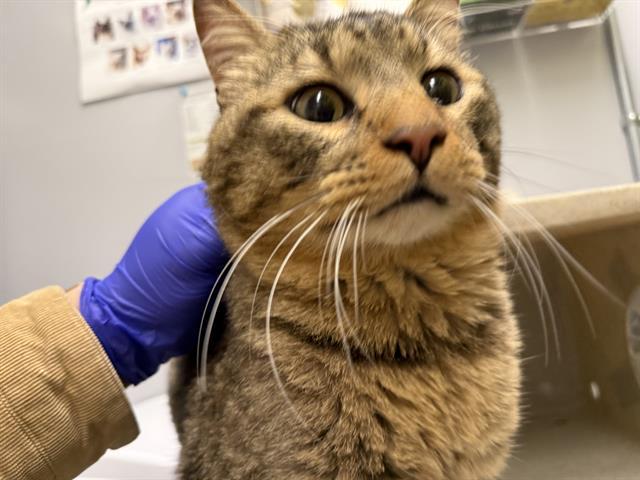 RONAN, Adoptable, Young Male Domestic Short Hair.