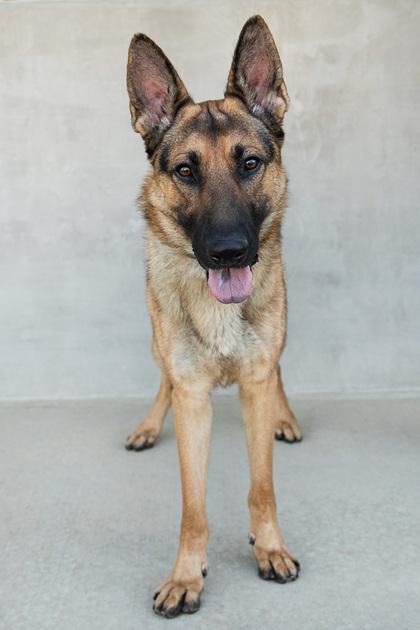 Enlarge Oslo, a Adoptable mixed breed in Longmont, CO image 1/3
