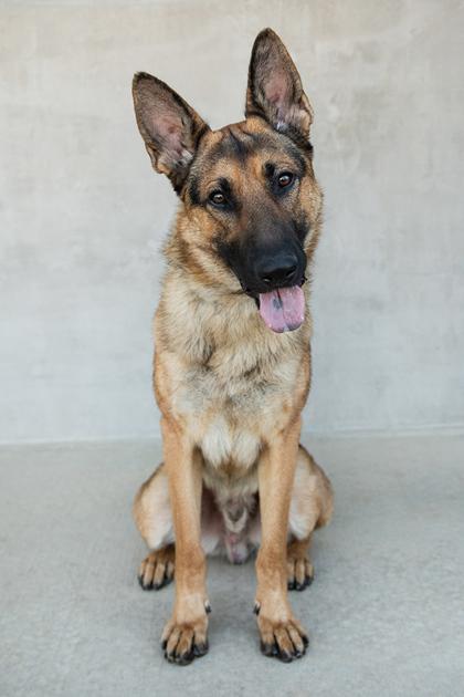 Enlarge Oslo, a Adoptable mixed breed in Longmont, CO image 2/3