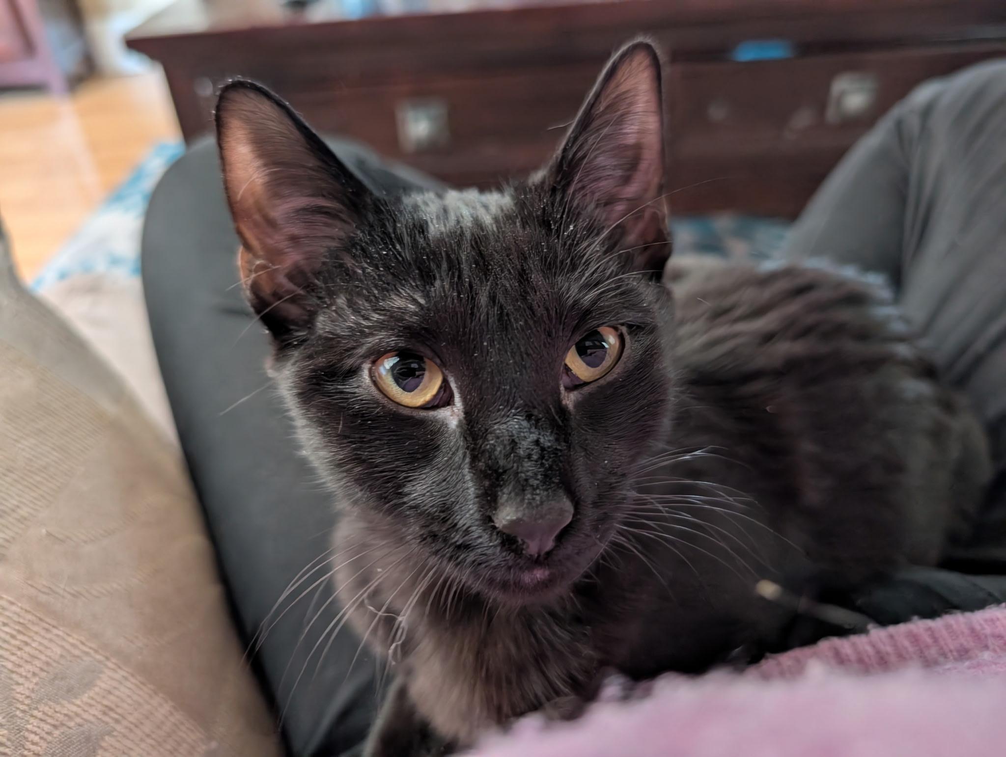 Enlarge Benny, an adopted Domestic Short Hair in Barrington Hills, IL image 3/4