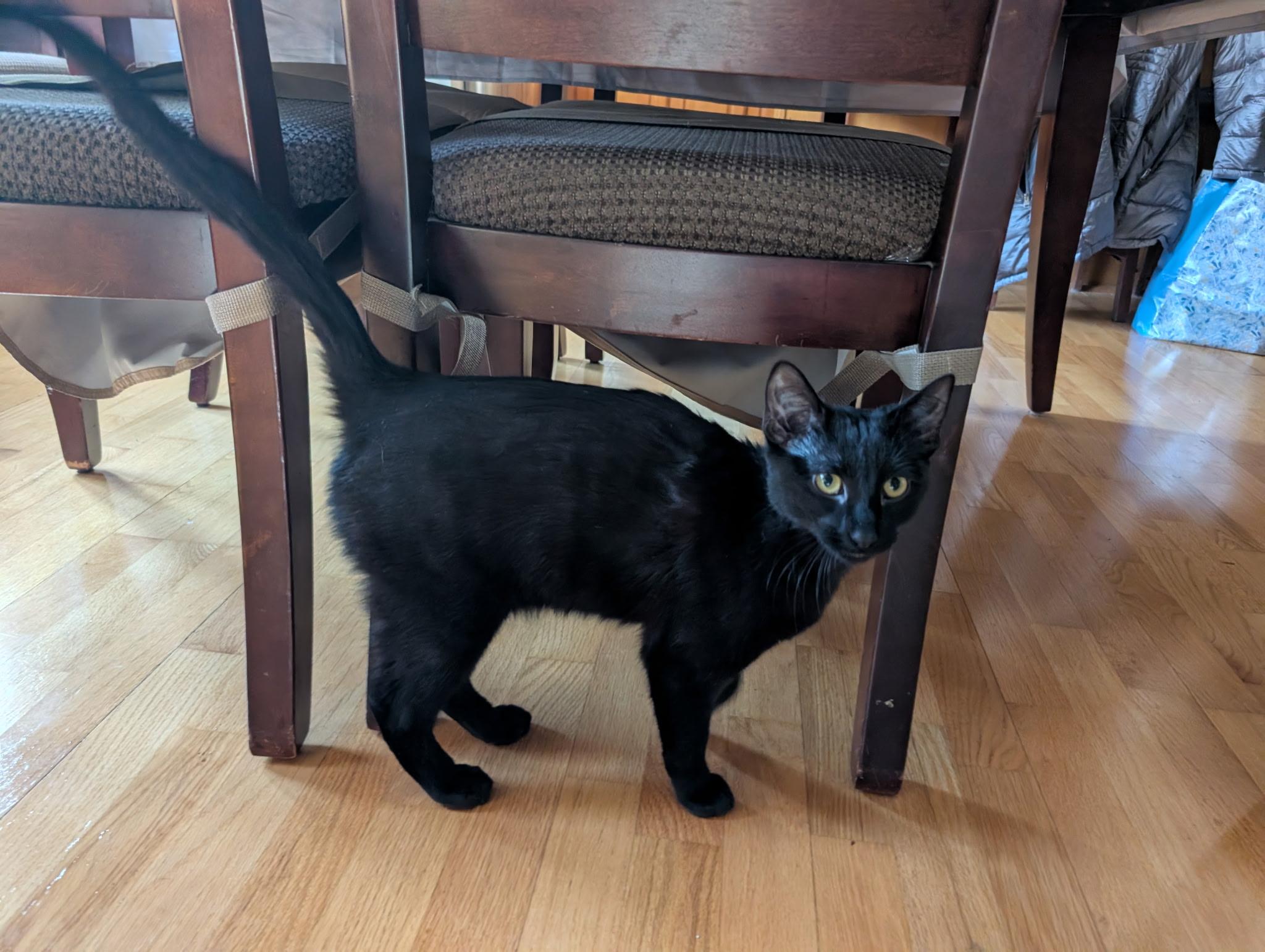 Enlarge Benny, an adopted Domestic Short Hair in Barrington Hills, IL image 2/4