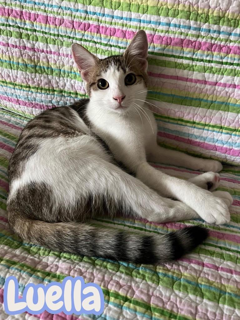Luella, Adoptable, Young Female Domestic Short Hair.