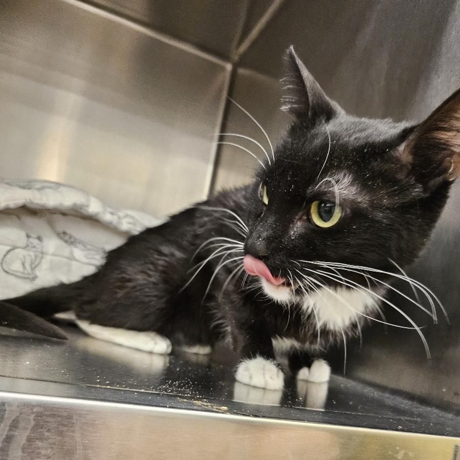 Minnie, a Adopted Domestic Short Hair in Flagstaff, AZ image 3/3