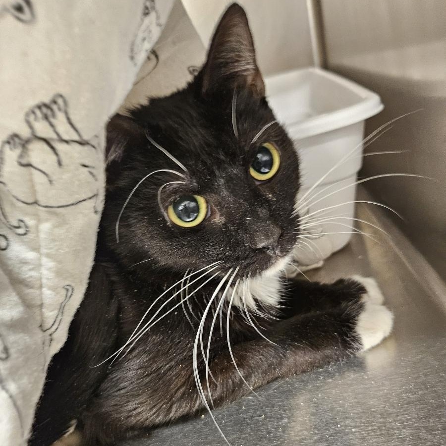 Minnie, a Adopted Domestic Short Hair in Flagstaff, AZ image 2/3