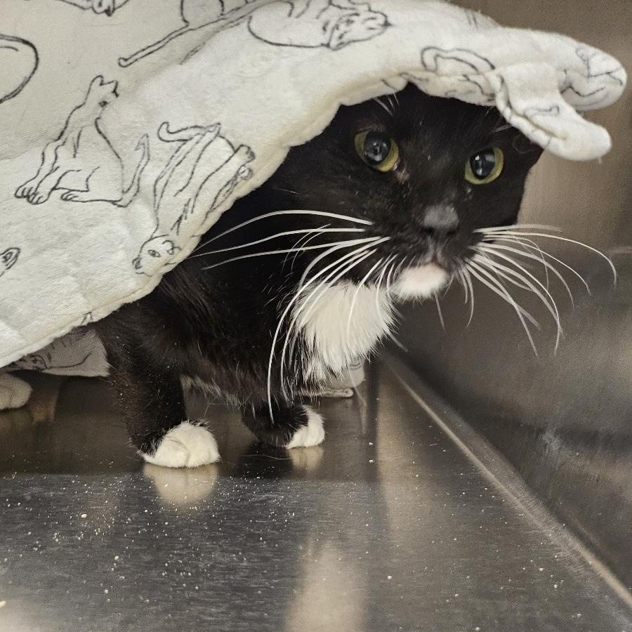 Minnie, Adopted, Adult Female Domestic Short Hair.