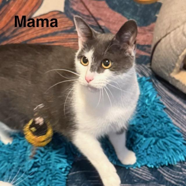Enlarge Mama, a ADOPTABLE Domestic Short Hair in Olympia, WA image 1/1