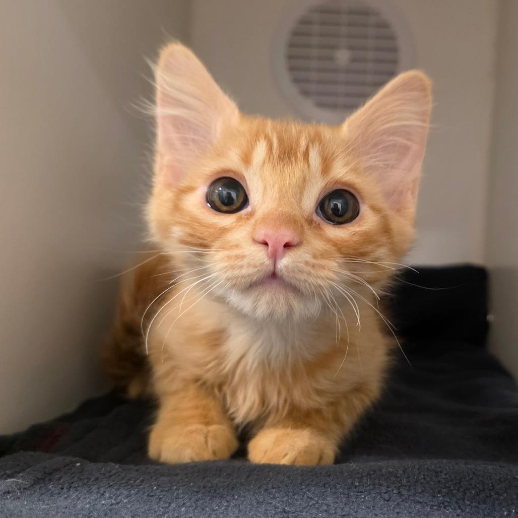 Fred Weasley, Adoptable, Kitten Male Domestic Medium Hair.