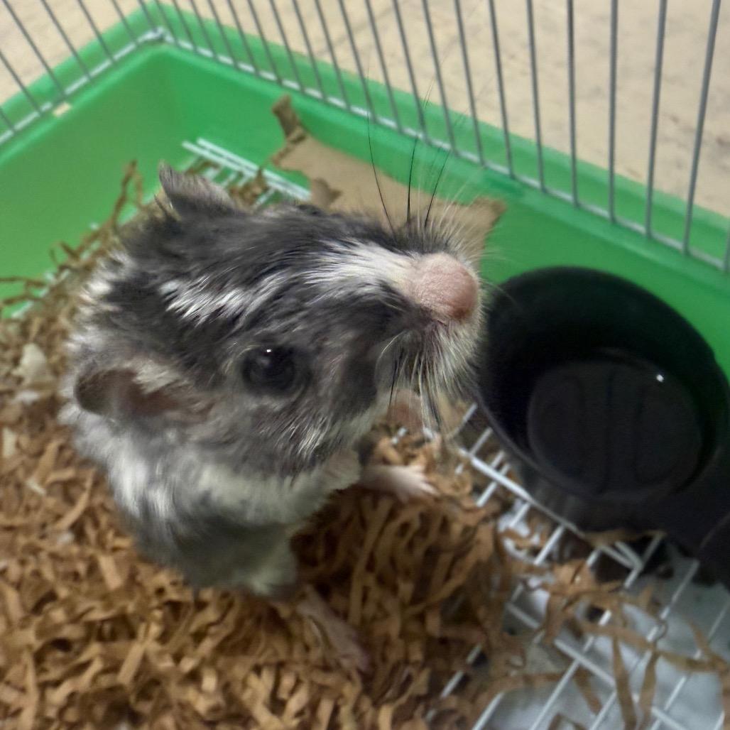 Enlarge Oreo, a Adoptable Gerbil in Mentor, OH image 1/1